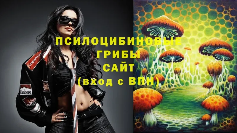 Псилоцибиновые грибы Psilocybine cubensis  Микунь 